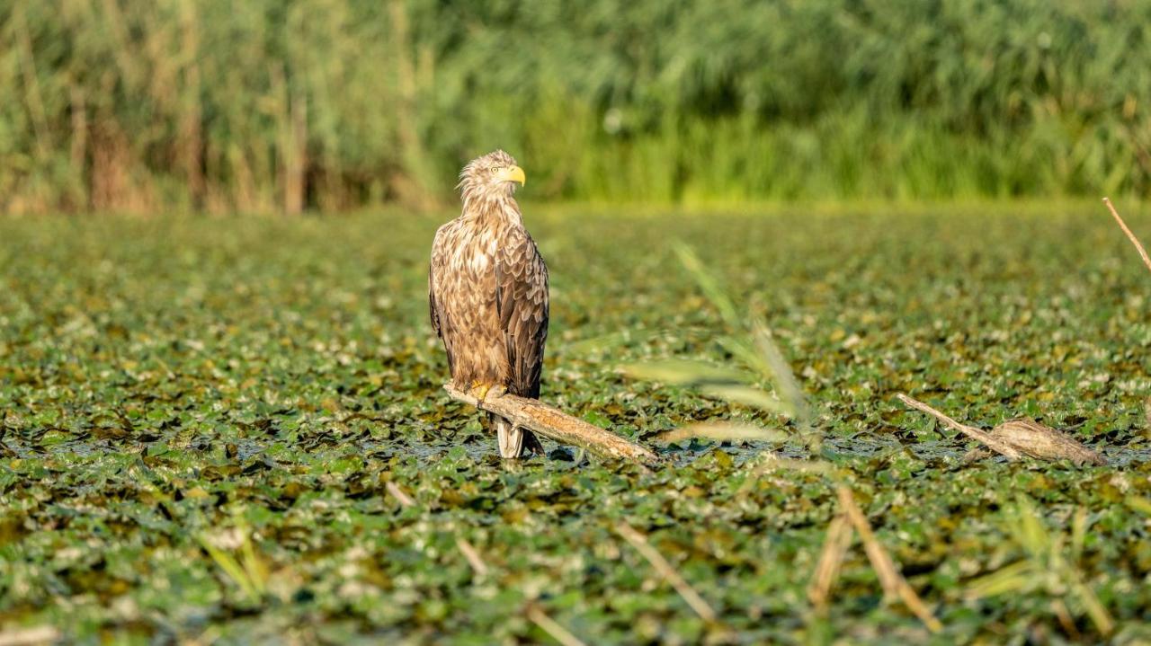 Pension Sharaiman Dunavăţu de Jos Bagian luar foto